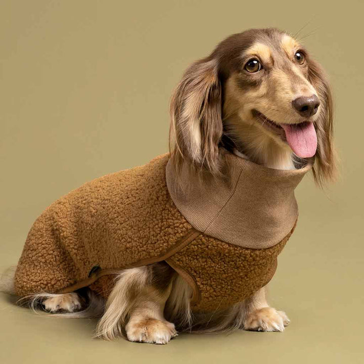 Dachshund in a Sherpa Dog Coat - Fitwarm Dog Clothes