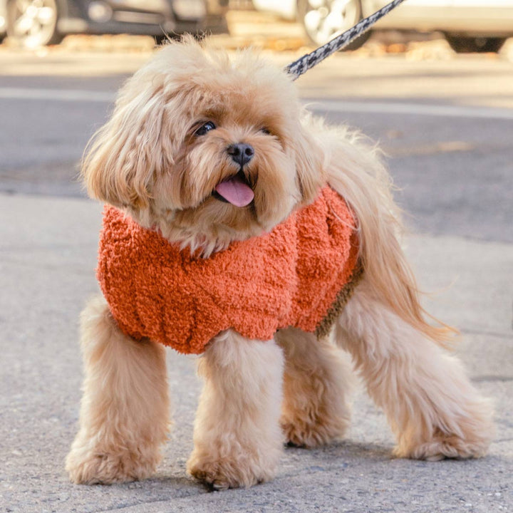 Maltipoo in a Warm Winter Dog Sweater - Fitwarm Dog Clothes