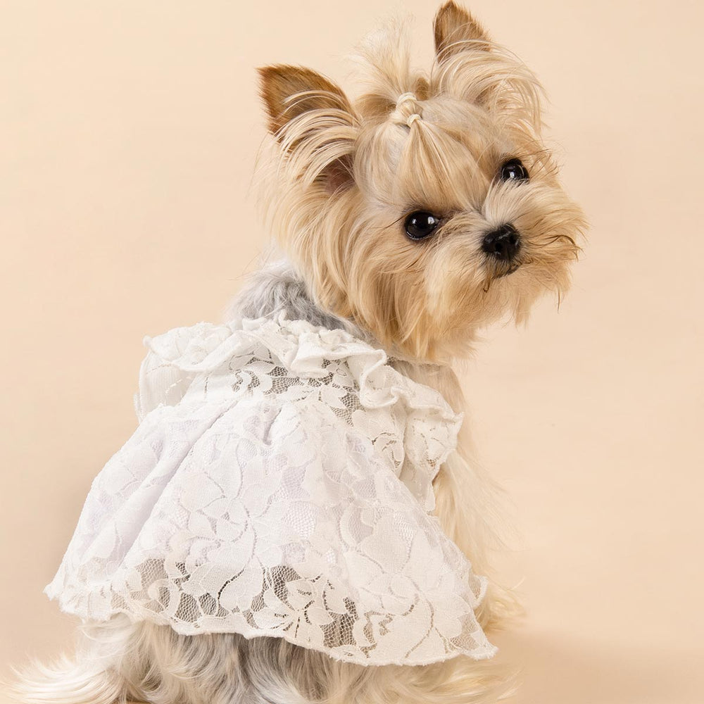Yorkie in a Charming Lace Dog Dress - Fitwarm Dog Dress