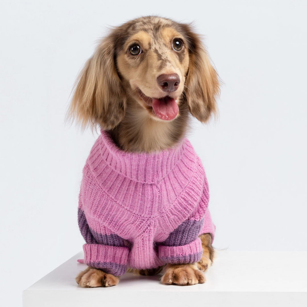 Dachshund in a Turtleneck Color Block Dog Sweater - Fitwarm Dog Clothes