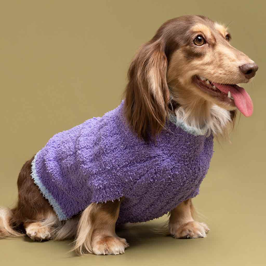 Dachshund in a Knitted Dog Sweater - Fitwarm Dog Clothes