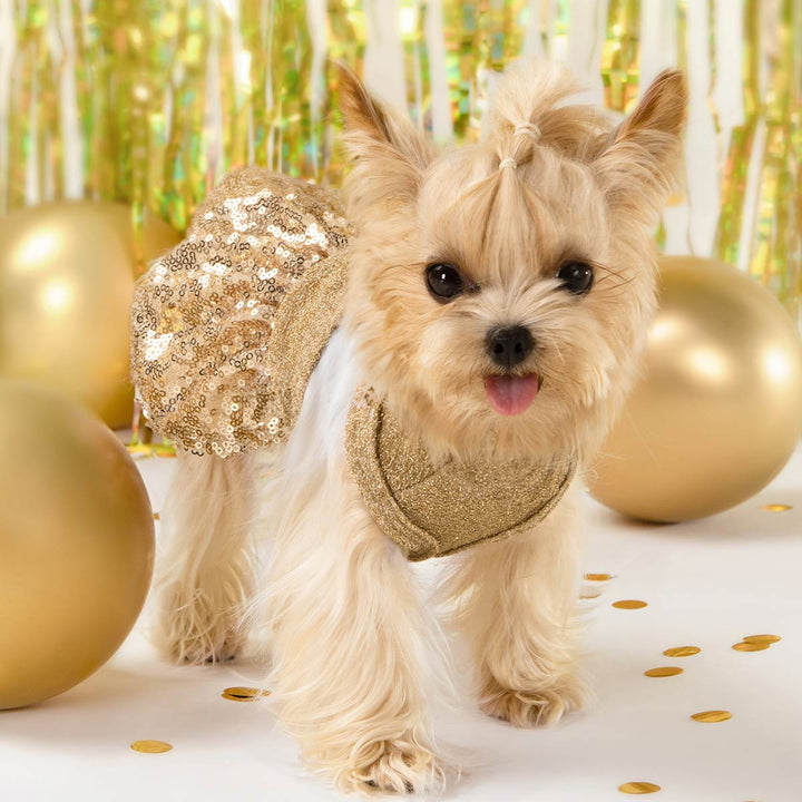 Yorkie in a Gold Sparkly Fancy Dog Dress - Dogs at Weddings Outfits - Fitwarm Dog Clothes