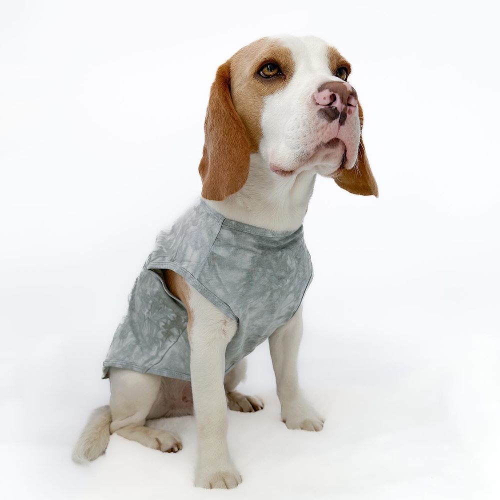 Beagle Dog shifty Coat