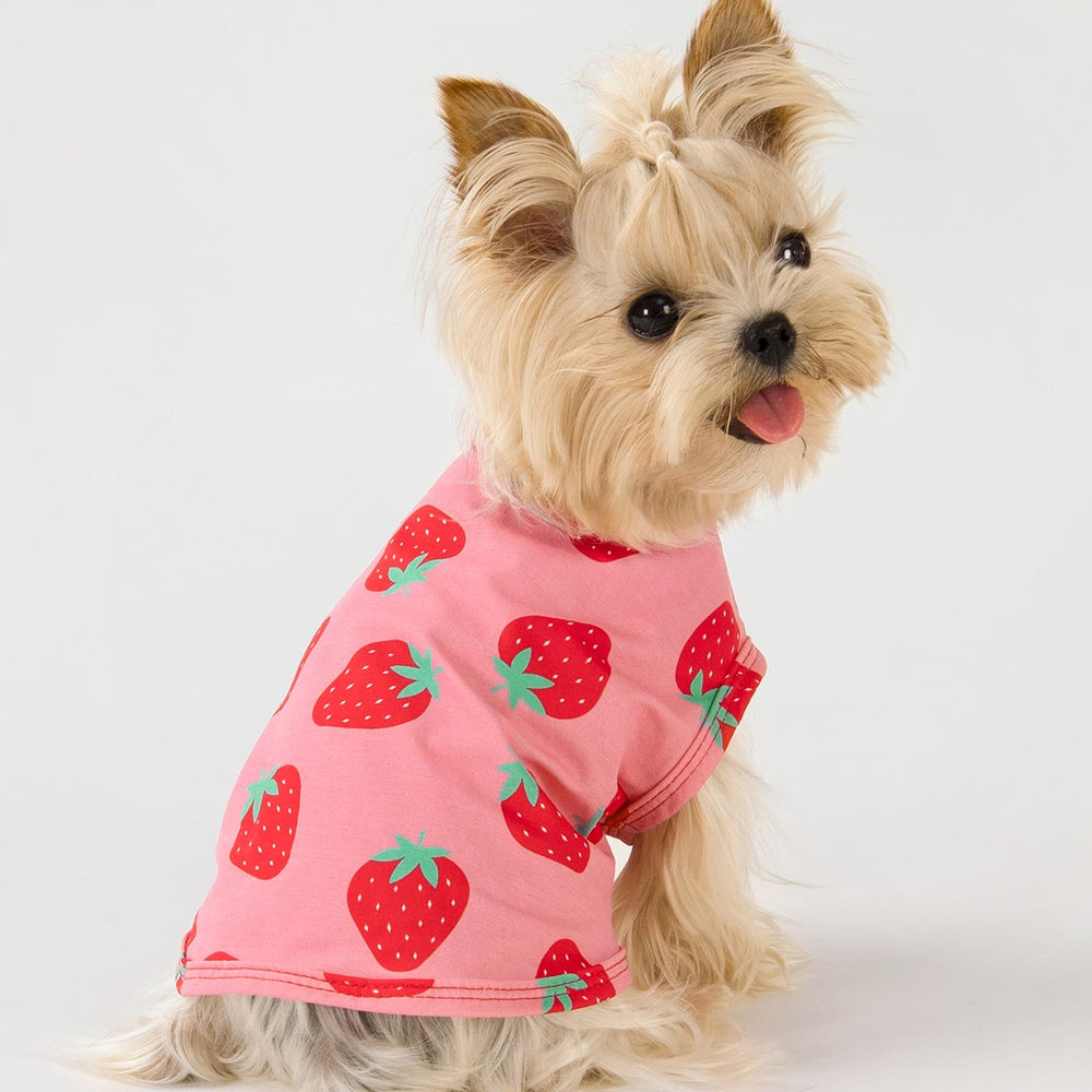 Yorkie in a Cute Starwberry Dog Shirt - Fitwarm Dog Clothes