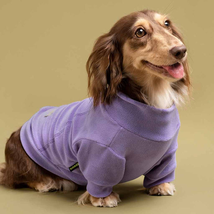 Dachshund in a Purple Turtleneck Dog Sweater - Fitwarm Dog Clothes