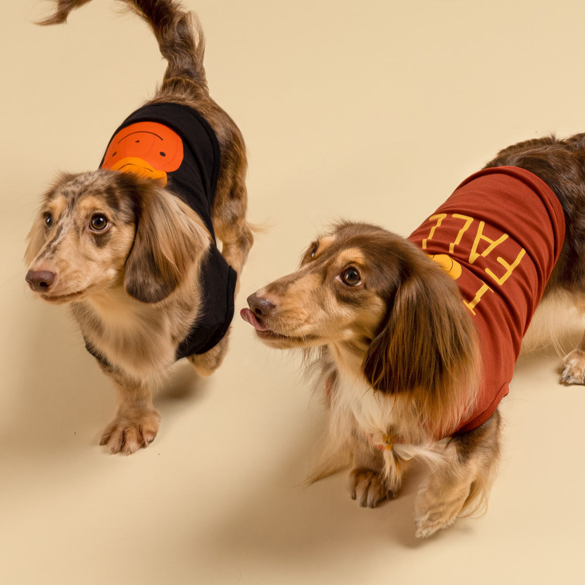 Fall dog shirts best sale