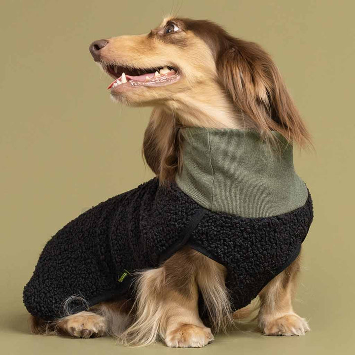 Dachshund in a Sherpa Winter Dog Coat - Fitwarm Dog Clothes