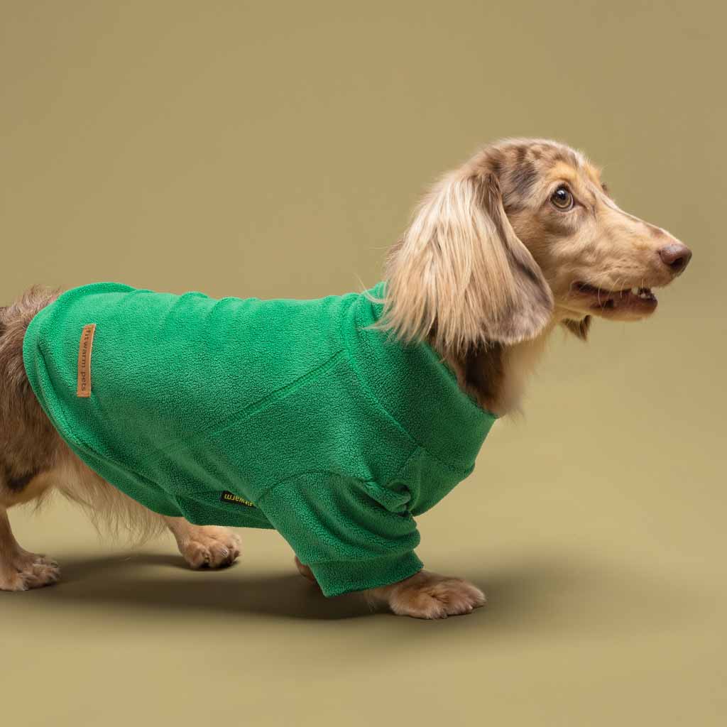 Dachshund in a Cozy Turtleneck Dog Sweater - Fitwarm Dog Clothes