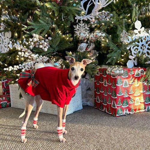 Dog Christmas Sweater Dress - Italian Greyhound Sweaters - Christmas Dresses for Pets