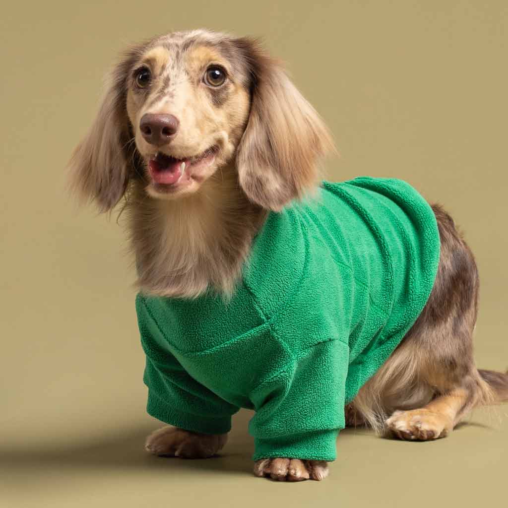 Dachshund fashion sweaters for dogs