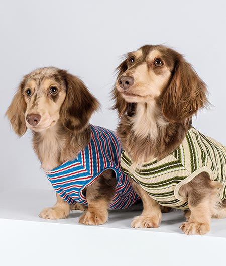 Long Haired Dachshunds in Striped Dog Shirts - Dog Stripe T Shirt - Fitwarm Dog Clothes