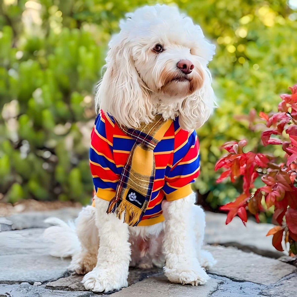 Dog Striped T Shirts - Dog Shirts - Cavapoo Dog Clothes - Fitwarm