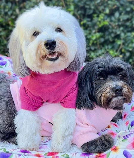 Dog Clothes for Havanese - Fitwarm Dog Clothes