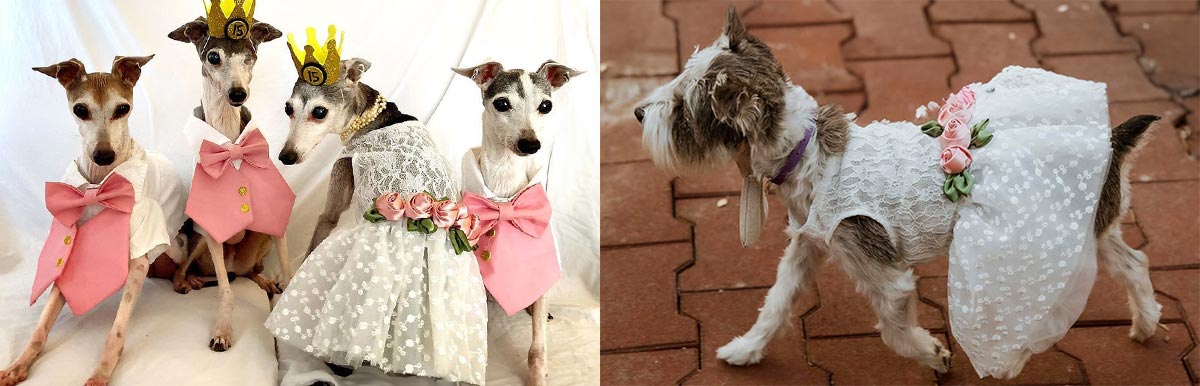 Dog Wedding Clothes, Birthday Outfit - Celebration Dress, Shirts & Sweaters - Fitwarm