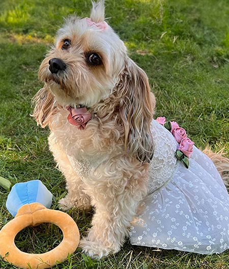 Dog Wedding Outfit Dog Wedding Dress Fitwarm