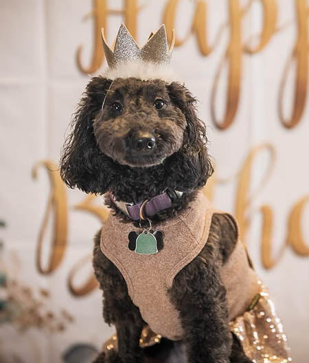 Birthday outfits store for dogs