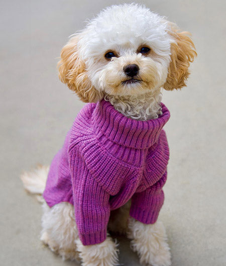 Cozy and Stylish Dog Clothes for Cavapoo - Fitwarm Dog Outfit