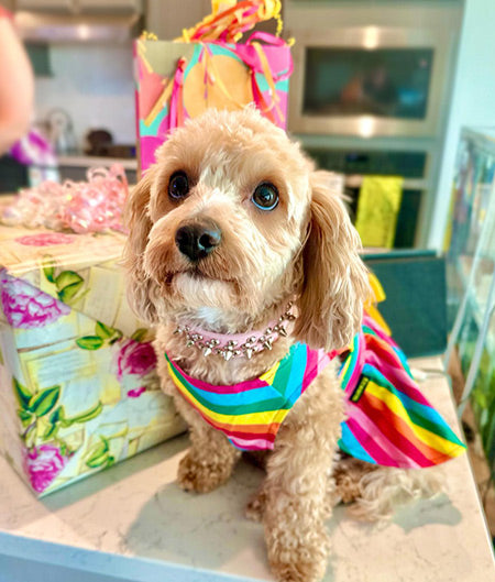 Cavapoo in a Rainbow Dog Dress - Rainbow Dog Costume - Fitwarm Dog Clothes