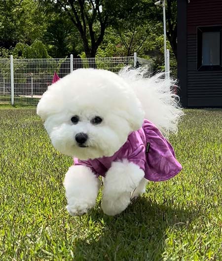 Winter coats fashion for bichon frise