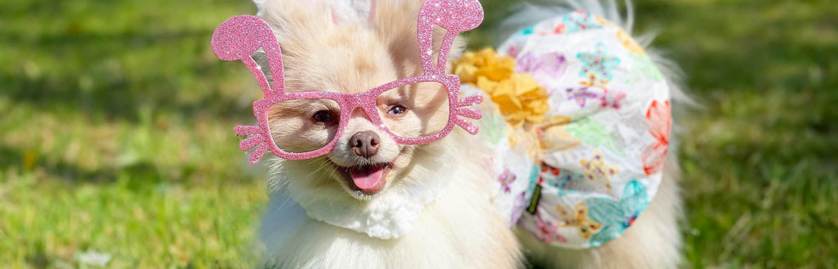 dog easter outfit