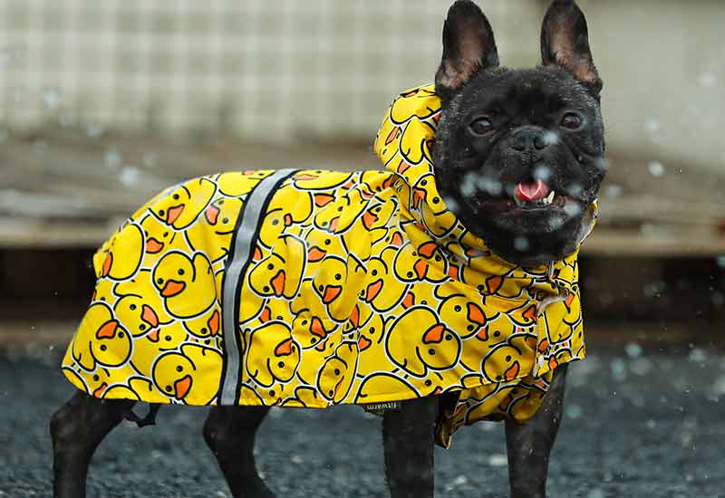 small dog raincoats