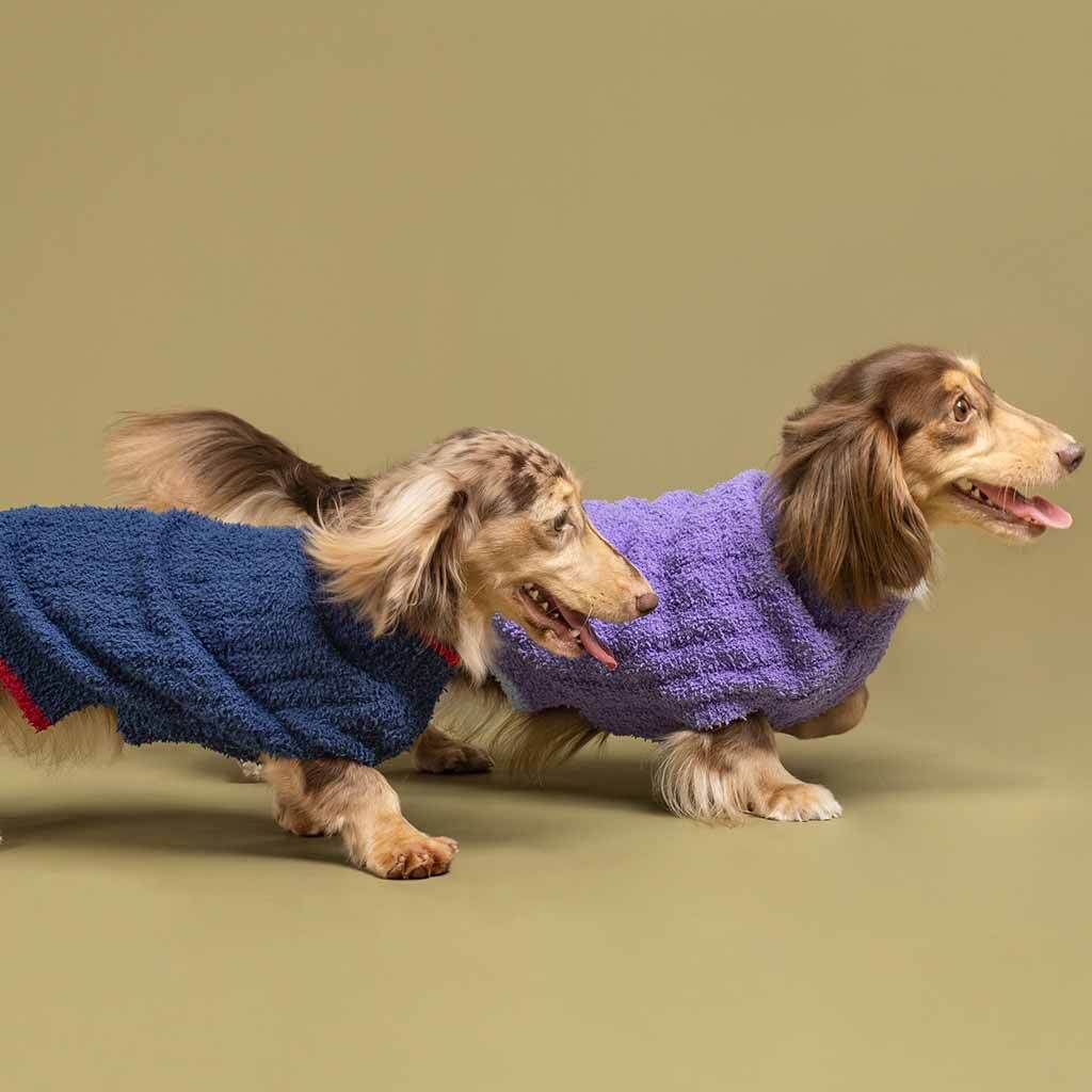 Dachshunds in Cozy Knitted Dog Sweaters - Fitwarm Dog Clothes