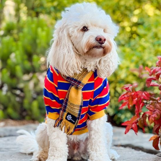 Stylish Striped Dog Shirt - Fitwarm Dog Clothes