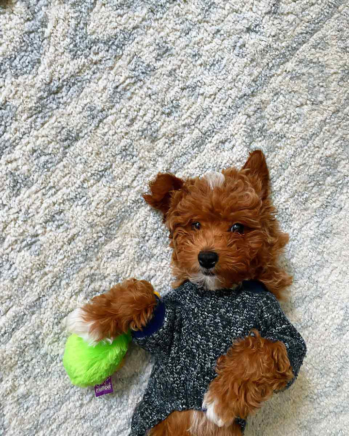 Cozy Dog Onesie for Cavapoo - Fitwarm Dog Pajamas