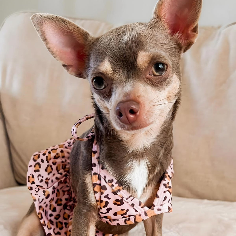 Chihuahua in a Leopard Dog Bathing Suit - Chihuahua Clothes - Fitwarm Dog Clothes