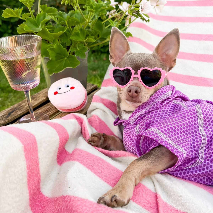 Chihuahua in a Athleisure Dog Summer Dress - Chihuahua Clothes - Fitwarm Dog Clothes