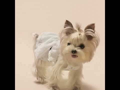 Yorkie in a Summer Lace Dog Dress - Fitwarm Dog Clothes