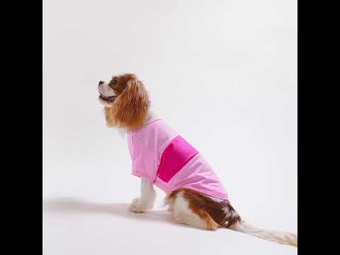 Cavalier King Charles Spaniels in Color Block Summer Dog Shirts - Fitwarm Dog Clothes 