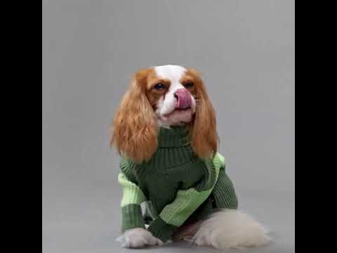 Cozy Turtleneck Color Block Dog Knitted Sweater - Fitwarm Dog Clothes