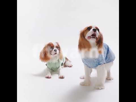 Cavalier King Charles Spaniel in a Stylish Tie Dye Dog Shirt - Fitwarm Dog Clothes