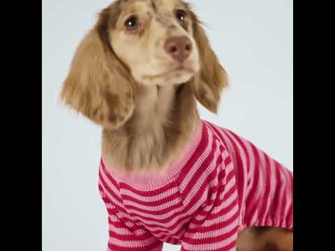 Dachshunds in Pink Dog Pajamas - Dachshund Apparel for Dogs - Fitwarm Dog Clothes