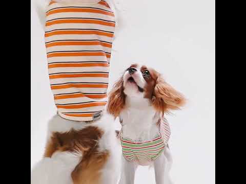 Cavalier King Charles Spaniels in Waffle Striped Dog Shirt - Fitwarm Dog Clothes 