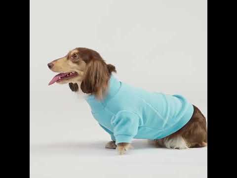 Dachshund in a Cozy Turtleneck Dog Sweater - Fitwarm Dog Clothes