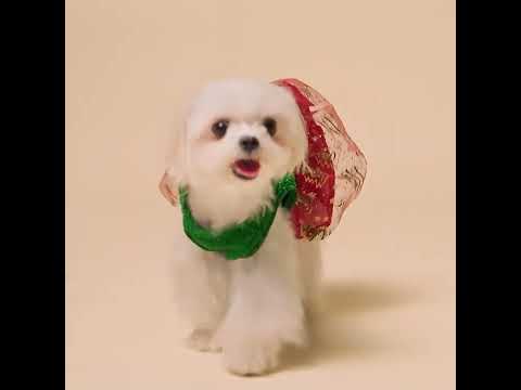 Christmas Dog Dress - Fitwarm Dog Clothes