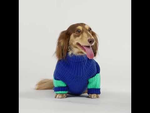 Dachshund in a Color Block Turtleneck Dog Sweater - Fitwarm Dog Clothes