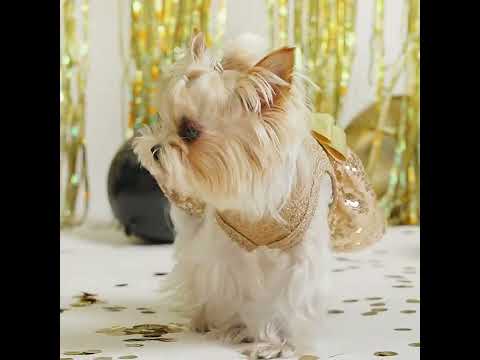 Yorkie in a Sparkly Dog Dress with Charming Bow - FItwarm Dog Clothes